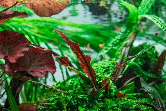 Elevate Your Underwater World
